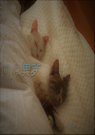 同床异梦同床异梦